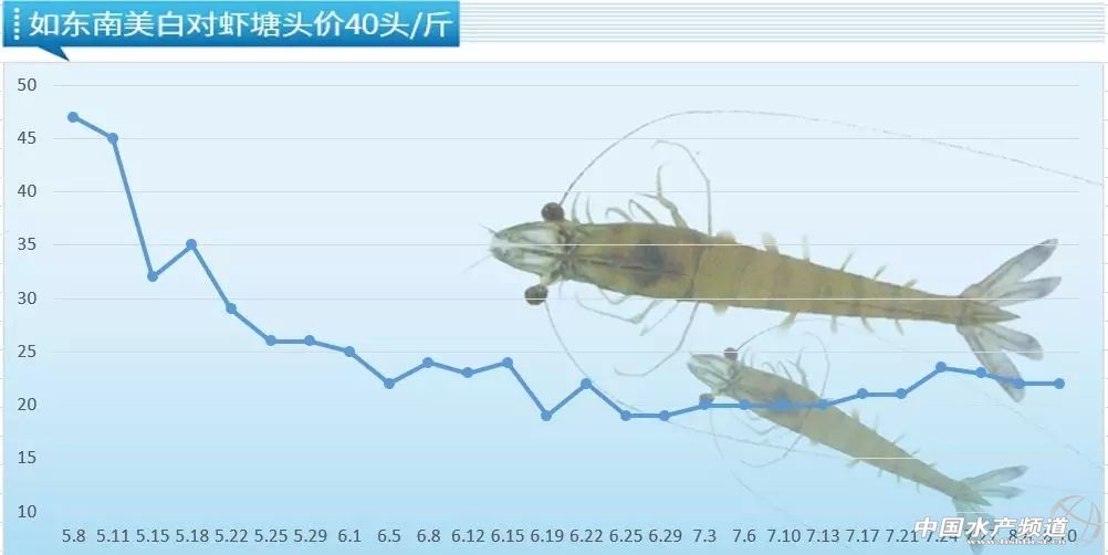 最新南美白对虾价格动态分析